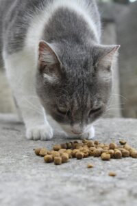 A gray and white cat eating dry food on a stone surface outside.