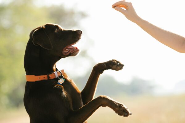 A playful black Labrador Retriever stands on its hind legs interacting with a person outdoors.