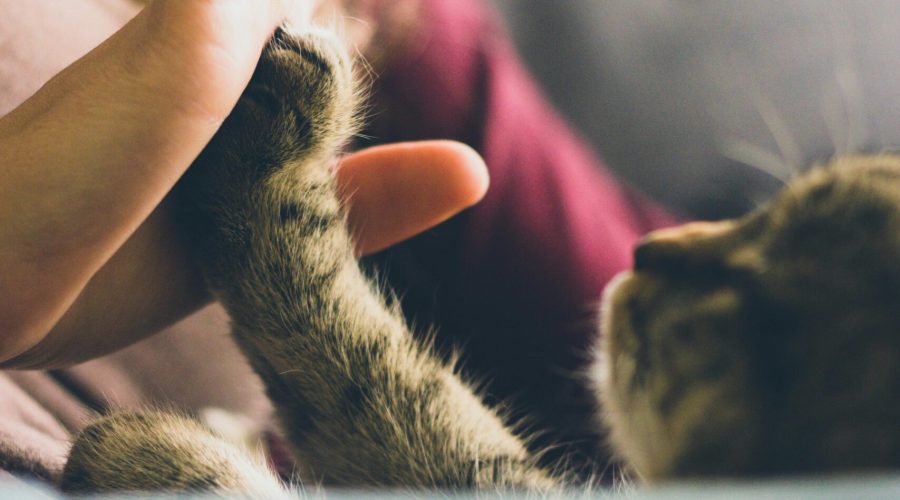 A playful moment between a cat and person, showcasing affection and bonding through a high five.