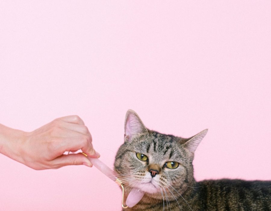 Cute tabby cat enjoys a gentle massage against a soft pink background, adding an element of pampering and relaxation.