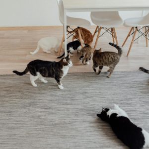 A cozy scene of multiple domestic cats in a bright, minimalist indoor setting.